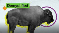 Demystified: How are Buffalo and Bison Different?