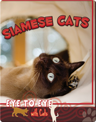 Eye To Eye With Cats: Siamese Cats