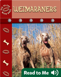 Eye To Eye With Dogs: Weimaraners