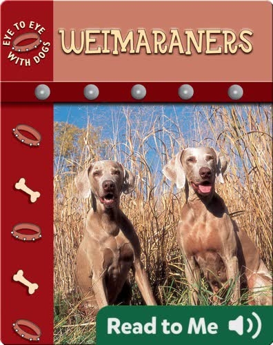 Eye To Eye With Dogs: Weimaraners