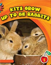 Kits Grow Up To Be Rabbits