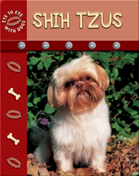 Eye To Eye With Dogs: Shih Tzu