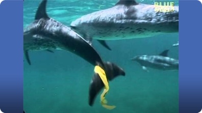 Dolphins play keep away with snorkelers!