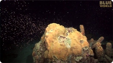 Incredible coral spawning footage!
