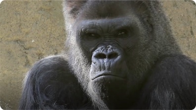 Did You Know: Gorillas