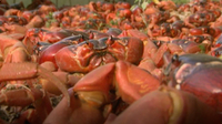 The Amazing Red Crabs of Christmas Island