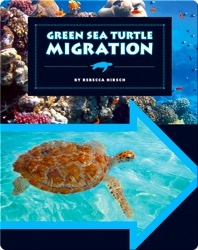 Green Sea Turtle Migration