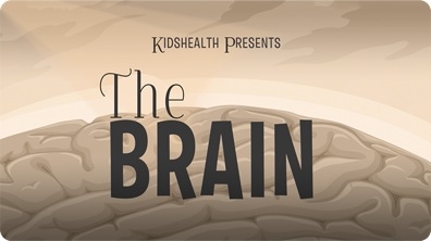 The Brain & Nervous System
