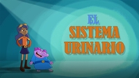 El sistema urinario
