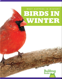 What Happens In Winter? Birds In Winter