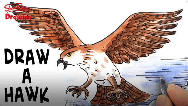 How to Draw an Attacking Hawk