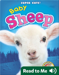 Super Cute! Baby Sheep