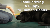 Familiarizing a Puppy to Human Hands | Teacher's Pet With Victoria Stilwell