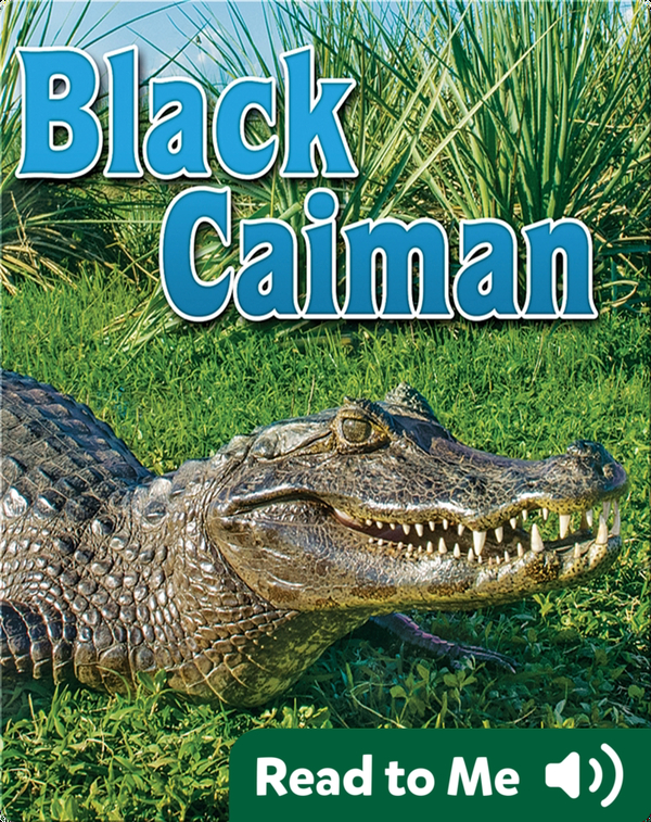 Black Caiman