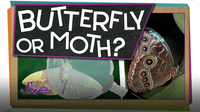 SciShow Kids: How Can You Tell a Butterfly From a Moth?
