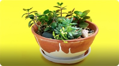 How to Make a Miniature Succulent Garden