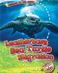Leatherback Sea Turtle Migration