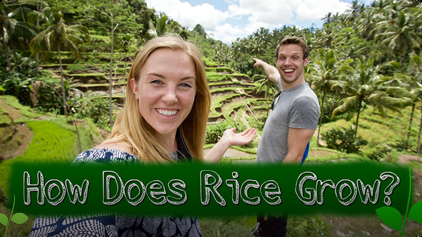 How Does Rice Grow?