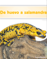 De huevo a salamandra