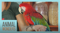 Meet and Greet: Scarlet The Green Wing Macaw
