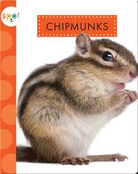 Backyard Animals: Chipmunks