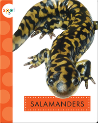 Backyard Animals: Salamanders