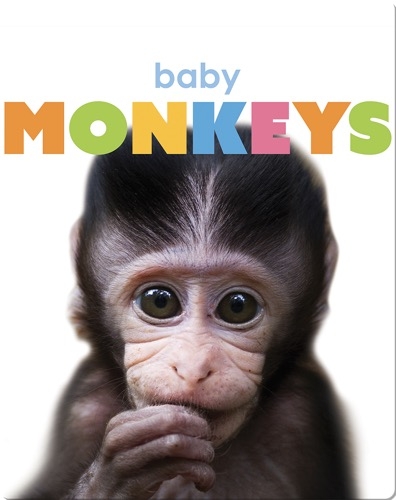 Starting Out: Baby Monkeys