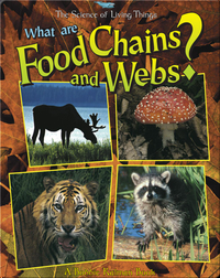 What are Food Chains and Webs?