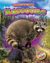 Animals of the Forest: Raccoons
