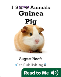 I See Animals: Guinea Pig