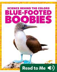 Science Behind the Colors: Blue-Footed Boobies