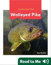 Freshwater Fish: Walleyed Pike