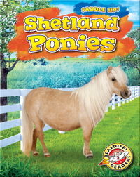 Saddle Up!: Shetland Ponies