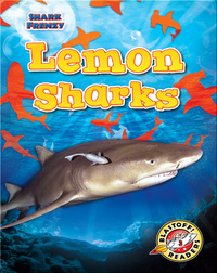 Shark Frenzy: Lemon Sharks