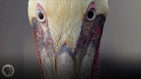How Do Pelicans Survive Their Death-Defying Dives?
