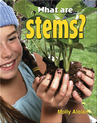 What Are Stems?