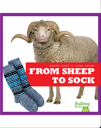 Where Does It Come From?: From Sheep to Sock