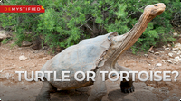 Demystified: What's the Difference Between a Turtle and a Tortoise?