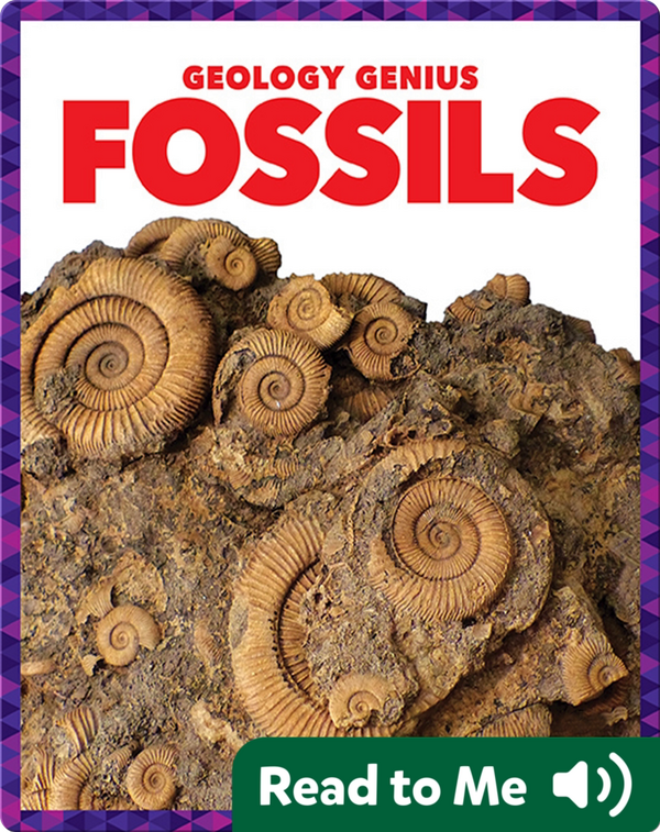 Fossils Children's Book by Rebecca Pettiford Discover Children's