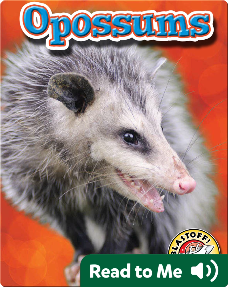 Opossums Backyard Wildlife Children s Book by Emily Green 